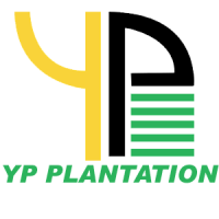 YP PLANTATION